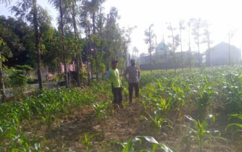 Kolaborasi Polisi dan Petani di Jagaraga untuk Wujudkan Lumbung Pangan Lokal