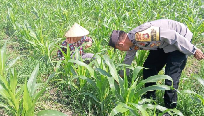 Sinergi Kepolisian dan Warga Desa Kuripan, Perkuat Kamtibmas dan Ketahanan Pangan