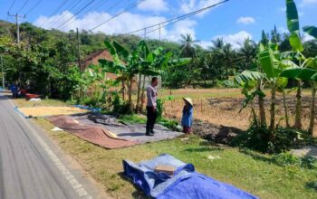 Polri Hadir di Sawah: Eyat Mayang Jadi Contoh Dukungan Ketahanan Pangan