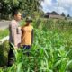 Kepolisian Kediri Bina Petani Jagung Gelogor, Perkuat Ekonomi dan Pangan Lokal