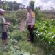 Jagung Jadi Alternatif Pangan di Desa Jagaraga, Bhabinkamtibmas Jadi Penggerak