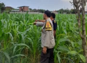 Lombok Barat, NTB – Komitmen Kepolisian Negara Republik Indonesia (Polri) dalam mendukung program ketahanan pangan nasional terus diwujudkan hingga ke tingkat desa. Di wilayah hukum Polres Lombok Barat, upaya nyata ini ditunjukkan melalui peran aktif Bhabinkamtibmas yang intensif mendampingi para petani. Salah satunya adalah kegiatan sambang yang dilakukan oleh Bhabinkamtibmas Desa Gelogor, Aipda Ahyar Haryanto, di Dusun Gelogor Selatan pada hari Rabu, 8 Oktober 2025. Sejak pukul 09.25 Wita, Aipda Ahyar Haryanto telah berada di tengah-tengah warga dan lahan pertanian, khususnya tanaman jagung, yang menjadi komoditas unggulan di daerah tersebut. Kegiatan ini tidak hanya sebatas kunjungan rutin, melainkan merupakan perwujudan sinergi antara aparat keamanan dengan masyarakat dalam menjamin ketersediaan pangan di tingkat lokal. Motivasi dan Pendampingan Langsung di Lahan Pertanian Dalam kunjungannya, Aipda Ahyar Haryanto berinteraksi langsung dengan para petani, melihat dari dekat kondisi tanaman jagung mereka, serta mendengarkan aspirasi dan kendala yang dihadapi. Kehadiran Bhabinkamtibmas di tengah areal persawahan ini memiliki nilai strategis ganda, yaitu menjaga keamanan dan ketertiban masyarakat (Kamtibmas) sekaligus memberikan motivasi dan dukungan moril dalam meningkatkan hasil panen. Petani di Dusun Gelogor Selatan menyambut baik kehadiran Aipda Ahyar Haryanto. Mereka merasa diperhatikan dan mendapatkan suntikan semangat untuk lebih giat dalam mengelola lahan. Tanaman jagung yang menjadi fokus sambang kali ini diharapkan dapat berkontribusi signifikan terhadap pasokan pangan, baik untuk kebutuhan lokal maupun nasional. Polri Dorong Peningkatan Semangat Bertani Warga Peran Bhabinkamtibmas dalam program ketahanan pangan merupakan bagian integral dari tugas tambahan Polri. Mereka berfungsi sebagai jembatan komunikasi yang efektif antara program-program pemerintah di sektor pertanian dengan implementasinya di masyarakat petani. Hal ini sejalan dengan arahan pimpinan Polri untuk menjadikan personel di lapangan sebagai motor penggerak pembangunan dan kesejahteraan masyarakat. Kepala Bagian Sumber Daya Manusia (Kabag SDM) Polres Lombok Barat, AKP Taufik Hidayat, S.H., menegaskan bahwa dukungan terhadap sektor pertanian adalah prioritas. Beliau menyoroti pentingnya peran Bhabinkamtibmas sebagai ujung tombak dalam mencapai sasaran ketahanan pangan. “Kami dari Polres Lombok Barat sangat serius mendukung program pemerintah di bidang ketahanan pangan. Kehadiran Bhabinkamtibmas seperti Aipda Ahyar Haryanto di Desa Gelogor adalah bukti nyata komitmen kami,” ujar AKP Taufik Hidayat, S.H. Beliau melanjutkan, “Kami berharap para petani di Gelogor, khususnya yang membudidayakan jagung, terus semangat dan konsisten dalam merawat tanamannya. Aipda Ahyar Haryanto bertugas untuk memotivasi mereka agar lebih giat dalam bertani, karena keberhasilan pertanian adalah fondasi utama dari ketahanan pangan daerah kita.” Kontribusi Jagung dalam Mewujudkan Swasembada Pangan Komoditas jagung memiliki peran vital sebagai salah satu penopang utama kebutuhan pangan dan pakan di Indonesia. Peningkatan produksi jagung di daerah seperti Gelogor, Lombok Barat, secara langsung akan memperkuat swasembada pangan nasional dan stabilitas harga komoditas. Melalui kegiatan sambang ini, Bhabinkamtibmas juga menyampaikan pesan-pesan yang bersifat edukatif. Selain memberikan dorongan, mereka turut mengingatkan petani mengenai pentingnya pola tanam yang efisien, penggunaan bibit unggul, serta upaya pencegahan gangguan keamanan di lahan pertanian. Kolaborasi dengan instansi terkait, seperti Penyuluh Pertanian Lapangan (PPL), akan terus diperkuat untuk memberikan bimbingan teknis yang optimal kepada warga. Dengan sinergi yang kuat antara Polri, khususnya Bhabinkamtibmas, dan seluruh elemen masyarakat petani, diharapkan Desa Gelogor dapat menjadi contoh keberhasilan dalam mewujudkan masyarakat yang mandiri secara pangan, sehat, dan sejahtera. Keaktifan Aipda Ahyar Haryanto dalam mendampingi petani menjadi cerminan bahwa aparat keamanan tidak hanya bertugas menjaga keamanan, tetapi juga menjadi mitra strategis dalam upaya meningkatkan kesejahteraan dan ketahanan pangan bangsa.