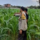 Bhabinkamtibmas Turun ke Sawah, Dorong Petani Jagung di Gelogor Semangat Bertani