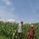 Tanpa Kendala Pupuk, Petani Jagung di Lombok Barat Semakin Optimis