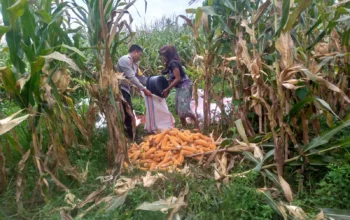 Sinergi Polri dan Warga Desa Jagaraga Bangun Kemandirian Pangan