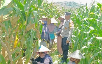 Bhabinkamtibmas Kawal Panen Jagung, Petani Babussalam Tersenyum Lega