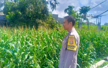 Kehadiran Polisi di Ladang Jagung, Bukti Sinergi Polri dan Petani di Lombok Barat