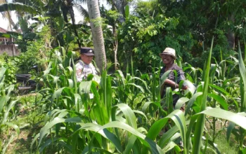 Polsek Kuripan Turun ke Sawah, Dukung Petani Tingkatkan Produksi Jagung