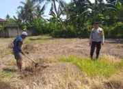 Lombok Barat, NTB – Dalam upaya konkret mendukung Program Ketahanan Pangan Nasional, Bhabinkamtibmas Desa Jagaraga, AIPTU I Gede Dodit, melaksanakan kunjungan dan dialog langsung dengan petani di Dusun Lamper. Kegiatan yang berlangsung pada hari Sabtu, 18 Oktober 2025, pukul 11.00 WITA hingga selesai, ini bertujuan mendorong pemanfaatan lahan produktif secara maksimal oleh warga binaan, baik untuk bercocok tanam maupun beternak atau perikanan. Inisiatif ini merupakan wujud nyata sinergi Polri dan masyarakat dalam menjaga ketersediaan pangan di tingkat lokal. Peran Aktif Polri dalam Mendukung Kemandirian Pangan Daerah Kunjungan Bhabinkamtibmas AIPTU I Gede Dodit di Dusun Lamper difokuskan kepada Bapak Ahmad, salah seorang petani setempat yang memiliki lahan produktif. Dalam pertemuan yang berlangsung hangat dan penuh kekeluargaan, AIPTU I Gede Dodit menyampaikan pentingnya peran aktif masyarakat, terutama para petani dan peternak, dalam menghadapi tantangan ketahanan pangan global. Ia mengajak warga untuk tidak hanya mengandalkan hasil panen utama, tetapi juga memanfaatkan pekarangan rumah atau lahan tidur untuk menanam komoditas pangan cepat panen seperti sayur-sayuran, sebagai bentuk diversifikasi dan cadangan pangan keluarga. Kapolsek Kuripan, Polres Lombok Barat, Polda NTB, Ipda I Wayan Eka Ariyana, S.H., menegaskan bahwa kegiatan ini adalah bagian dari instruksi pimpinan Polri untuk secara masif mengawal dan mendukung program pemerintah. "Peran Bhabinkamtibmas sangat strategis sebagai ujung tombak Polri di desa. Mereka tidak hanya menjaga kamtibmas, tetapi juga menjadi motivator dan penggerak ekonomi kerakyatan, khususnya di sektor pertanian. Kami terus mendorong anggota kami untuk terjun langsung, memastikan warga binaan teredukasi dan tergerak untuk memanfaatkan setiap jengkal lahan yang ada," ujar Ipda I Wayan Eka Ariyana, S.H. Menggali Potensi Lokal Melalui Pemanfaatan Lahan Produktif Inti dari kunjungan tersebut adalah memotivasi Bapak Ahmad dan warga lainnya agar lebih optimal dalam memanfaatkan lahan. AIPTU I Gede Dodit memberikan pemahaman bahwa ketahanan pangan dimulai dari tingkat rumah tangga dan desa. Dengan menanam sayur-sayuran di lahan milik sendiri, warga dapat mengurangi ketergantungan pada pasar, memastikan ketersediaan pangan yang sehat, sekaligus berpotensi meningkatkan pendapatan keluarga. "Saya berdialog dengan Bapak Ahmad, menjelaskan bahwa program ketahanan pangan ini bukan hanya tanggung jawab pemerintah semata, melainkan tanggung jawab kita bersama. Dengan memanfaatkan lahan seoptimal mungkin, kita tidak hanya menjamin ketersediaan pangan keluarga, tapi juga ikut berkontribusi pada ketahanan pangan nasional," kata AIPTU I Gede Dodit. Ia menambahkan, pihaknya siap membantu memfasilitasi komunikasi dengan instansi terkait jika warga membutuhkan bimbingan teknis lebih lanjut mengenai pertanian atau peternakan. Sambutan Positif Warga dan Komitmen Mendukung Program Pemerintah Sambutan dari Bapak Ahmad, petani yang menjadi sasaran kunjungan, menunjukkan antusiasme tinggi terhadap inisiatif ini. Bapak Ahmad menyatakan kesediaannya untuk mendukung program pemerintah dengan mulai menanam berbagai jenis sayur-sayuran di tanah miliknya yang terletak di Dusun Lamper, Desa Jagaraga. "Kami menyambut baik kunjungan dari Bapak Bhabinkamtibmas. Ini sangat memotivasi kami para petani. Kami siap mendukung program ketahanan pangan ini. Kebetulan kami punya lahan, dan arahan dari Bapak Dodit untuk menanam sayur-sayuran sangat masuk akal untuk cadangan pangan keluarga kami. Kami akan segera memulainya," tutur Bapak Ahmad dengan semangat. Hasil dari kegiatan ini tidak hanya terhenti pada komitmen menanam sayuran, tetapi juga berhasil menjalin dan memperkuat tali silaturahmi serta komunikasi yang baik antara Polri dan warga binaan. Komunikasi yang intensif dan berkelanjutan seperti ini sangat penting untuk memastikan program-program pemerintah dapat berjalan lancar dan tepat sasaran di tingkat desa. Secara keseluruhan, kegiatan Bhabinkamtibmas Desa Jagaraga AIPTU I Gede Dodit di Dusun Lamper ini berjalan lancar. Situasi di lokasi terpantau aman dan kondusif, mencerminkan sinergi yang harmonis antara aparat keamanan dan masyarakat. Upaya ini menjadi salah satu pilar penting dalam mewujudkan kemandirian pangan yang berkelanjutan di wilayah Kabupaten Lombok Barat, sekaligus mengukuhkan citra Polri sebagai pengayom dan mitra produktif bagi masyarakat. Keberhasilan ini diharapkan dapat menjadi contoh inspiratif bagi desa-desa lain untuk turut serta aktif dalam program penguatan ketahanan pangan nasional.