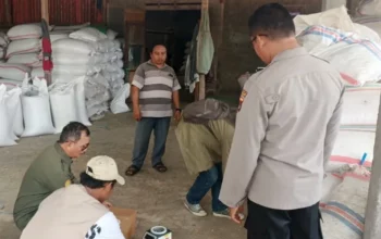 Kualitas Jagung Batulayar Capai Standar BULOG, Polsek Apresiasi Petani