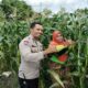 Sinergi Polri dan Warga Labuapi Wujudkan Kemandirian Pangan Keluarga