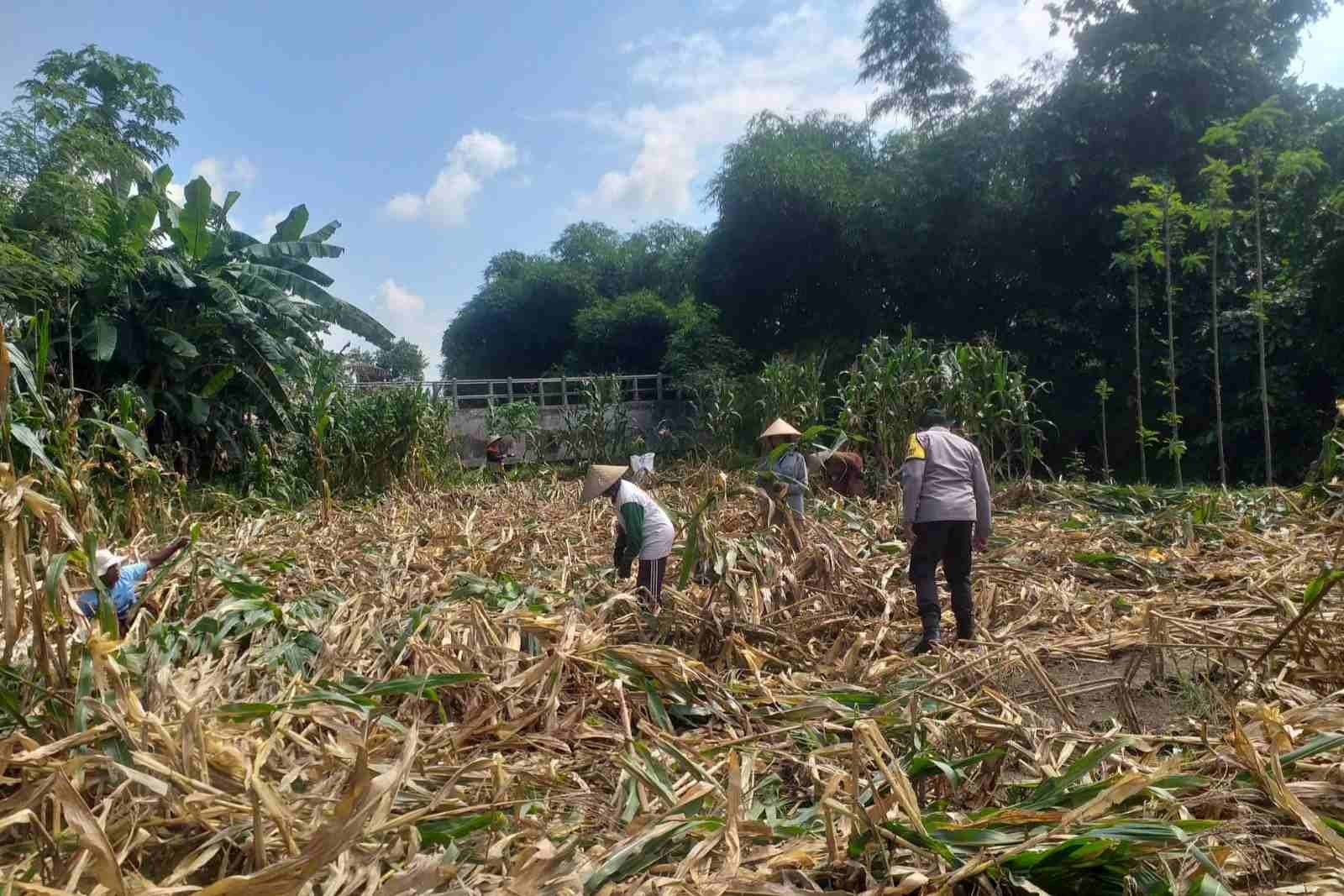 Kemandirian Pangan: Bhabinkamtibmas Kuripan Kunjungi Petani Jagung