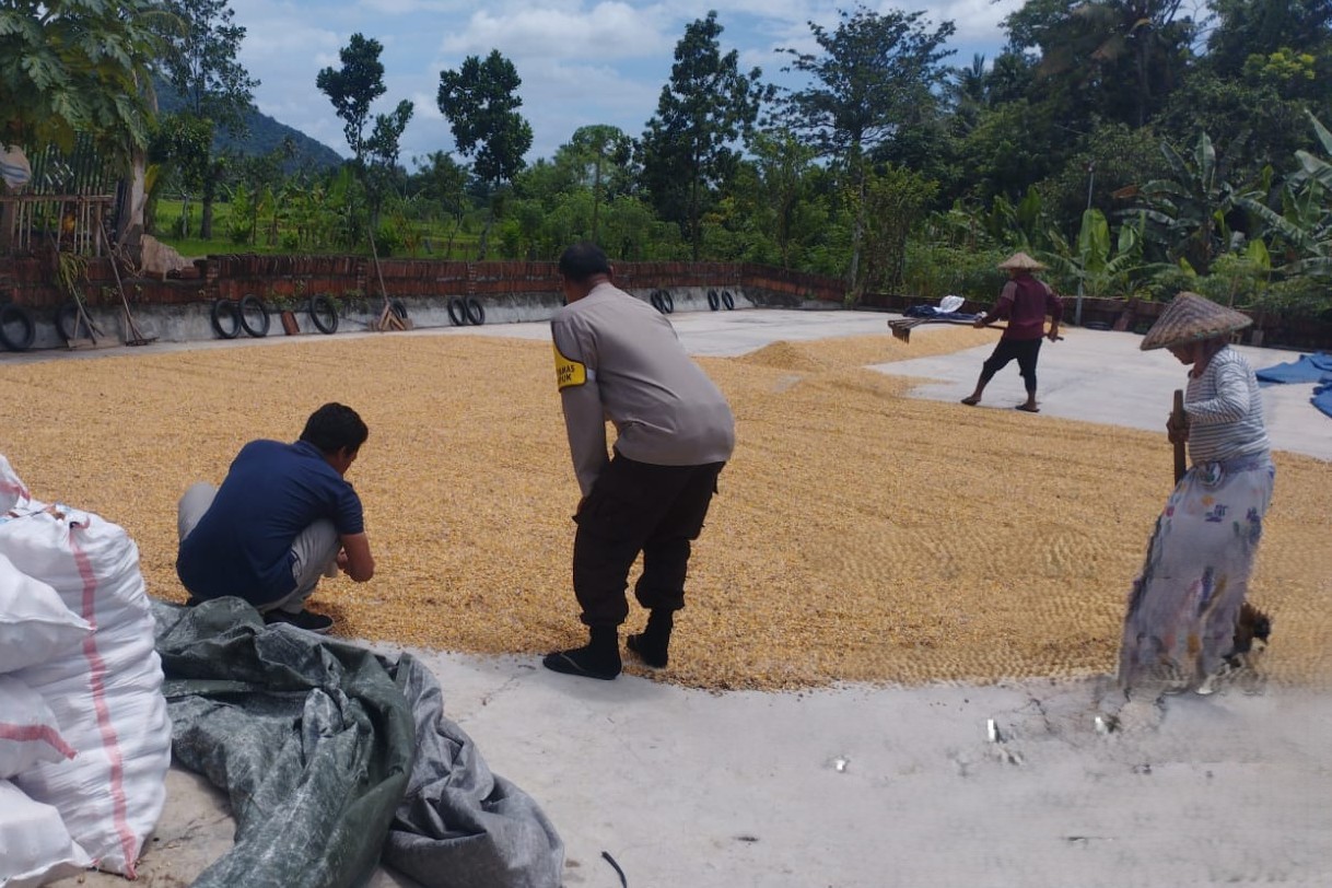 Polri Dampingi Bulog Cek Mutu 3 Ton Jagung Petani di Gerung Lombok Barat