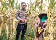Peran Polri Jaga Stabilitas Harga, Petani Jagung Lombok Barat Diimbau Jual ke Bulog