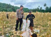 Demi Stok Pangan Nasional, Polsek Lembar Ajak Petani Salurkan Jagung Varietas NK ke Bulog